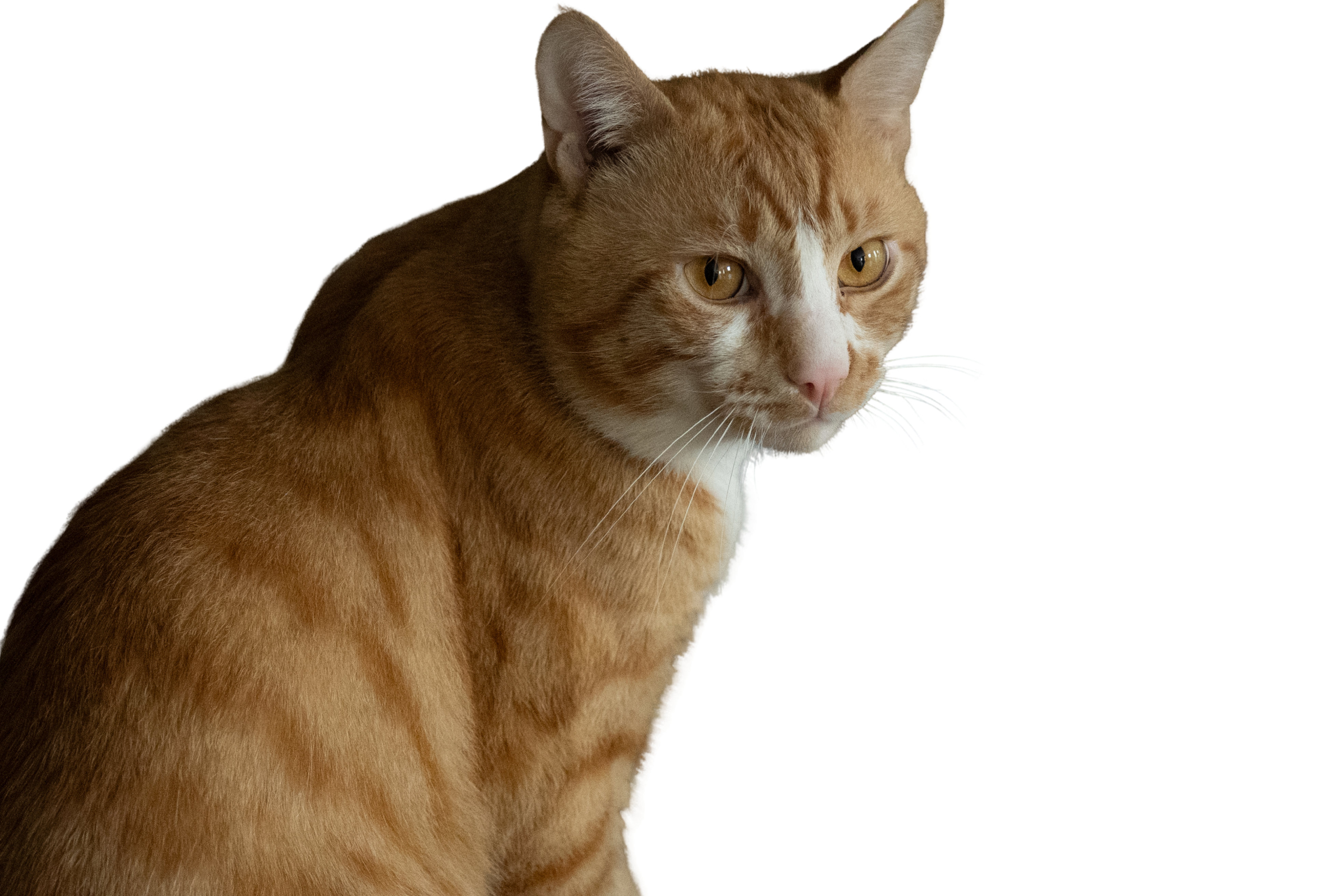 Sir Žutomir — front