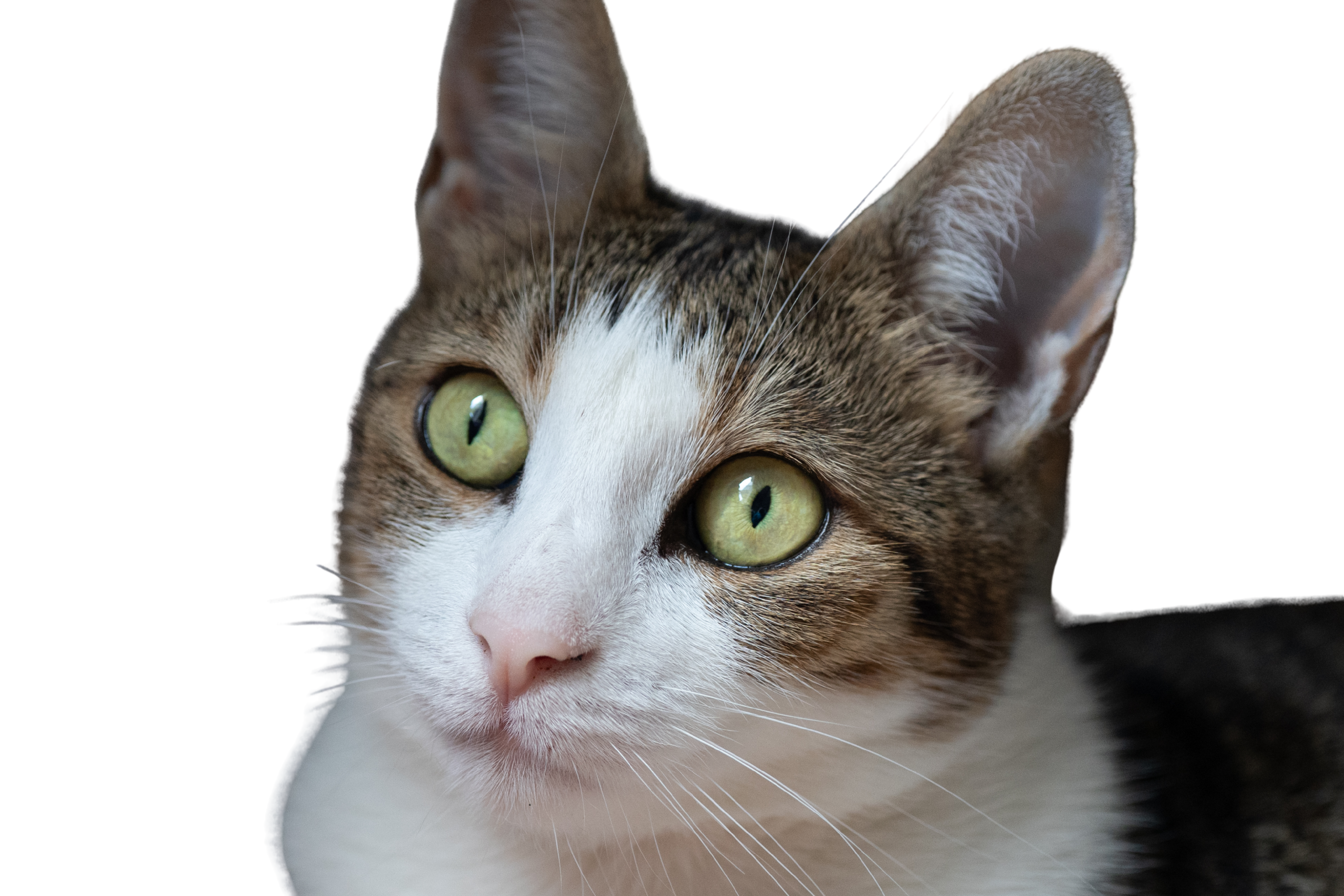 Lady Tajgera — front